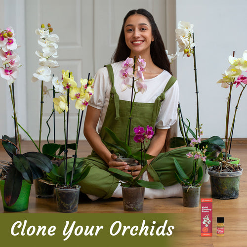 Miracle Lab Keiki Cloning Paste - Special Cytokinin Formula Gives a New Baby Orchid (Keiki) in Weeks - Can Be Used on All Kinds of Orchids and Also House Plants (2 Pack)